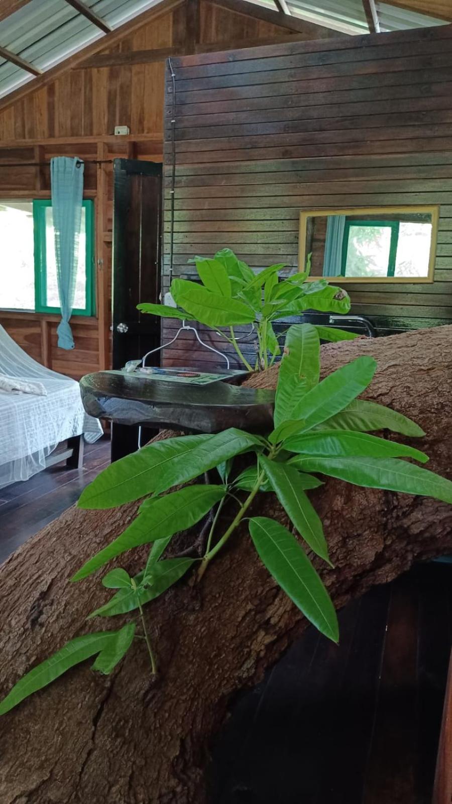 Playa Grande Lodge & Tree House Cahuita Exterior photo