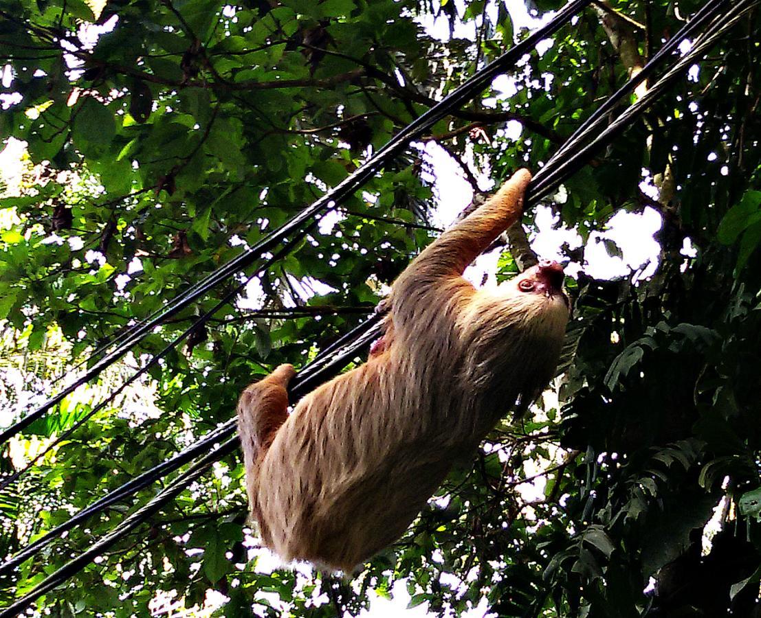 Playa Grande Lodge & Tree House Cahuita Exterior photo